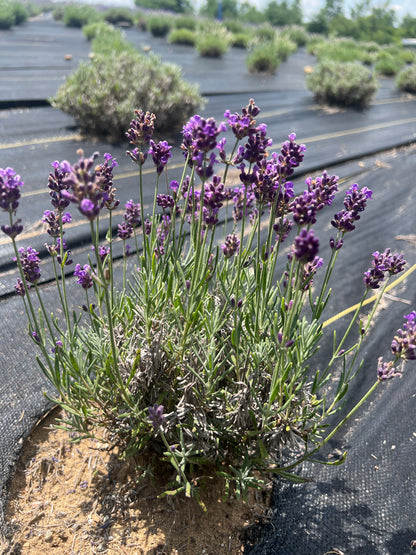 Huckleberry Lavender - Lavandula angustifolia with deep-purple flowers