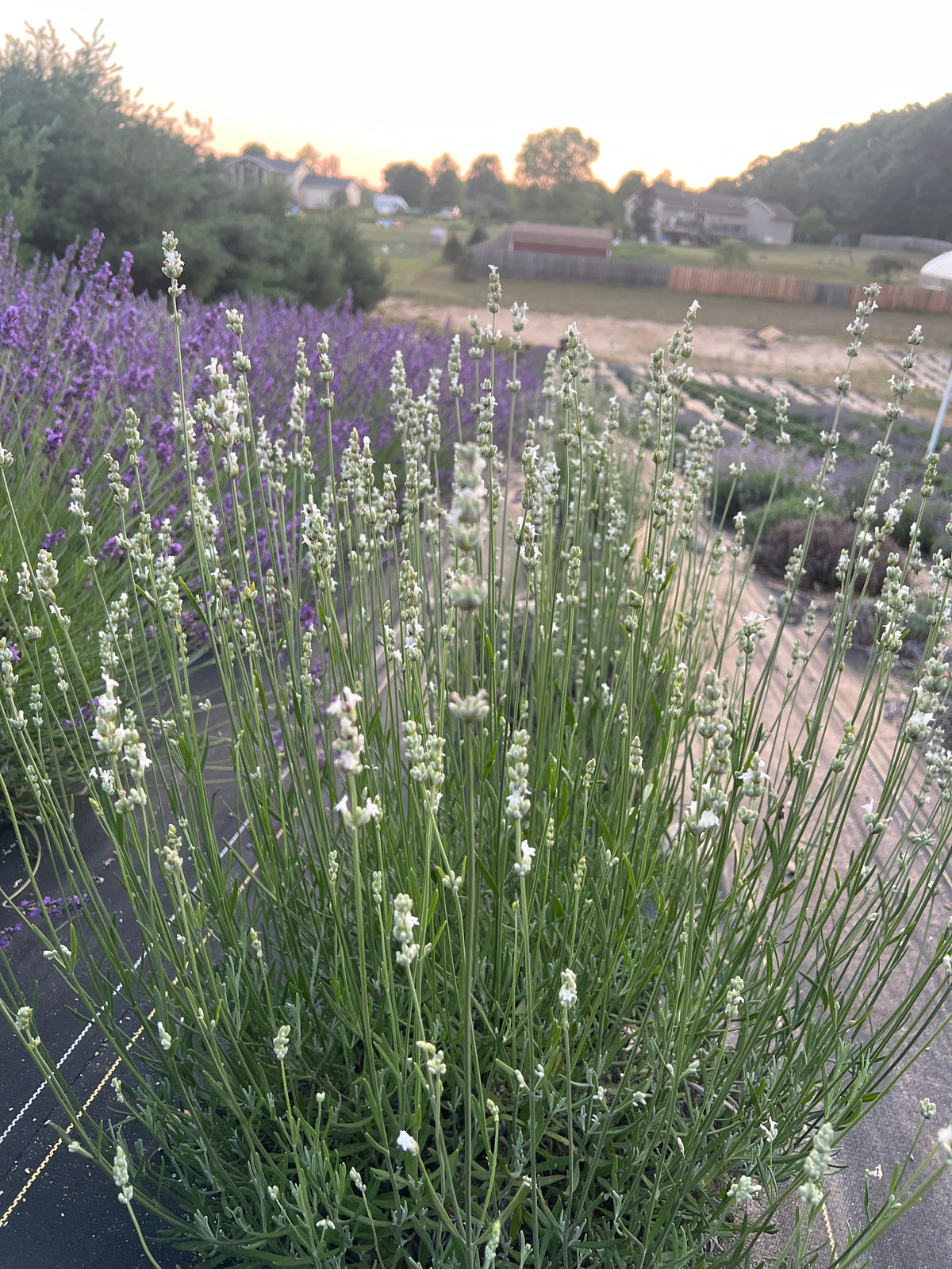 White Spike Lavender Plants & Plugs with white flowers upright growth habit, product image 4