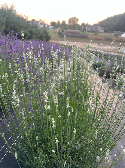 White Spike Lavender Plants & Plugs with white flowers upright growth habit, product image 4