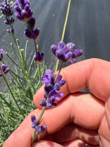 Hidcote Superior Lavender Plants & Plugs with deep purple flowers bushy evergreen shrub growth habit, product image 2