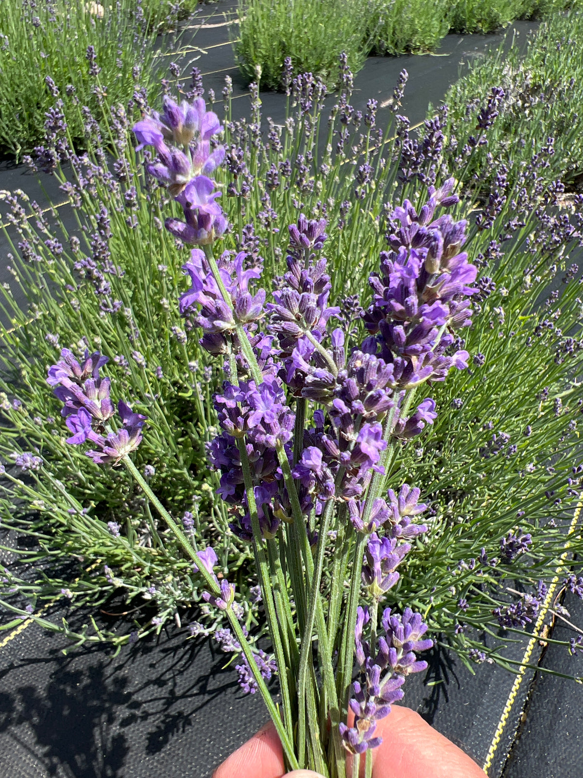 Tucker’s Early lavender 20-cell plug tray - image 2