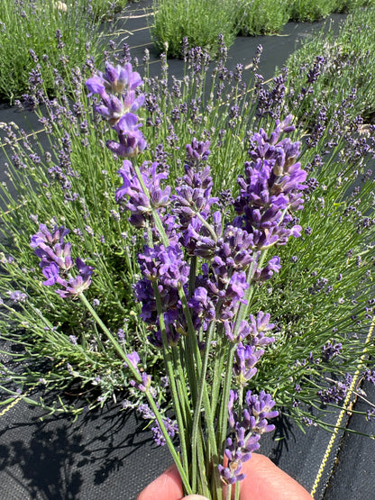 Tucker’s Early lavender 20-cell plug tray - image 2