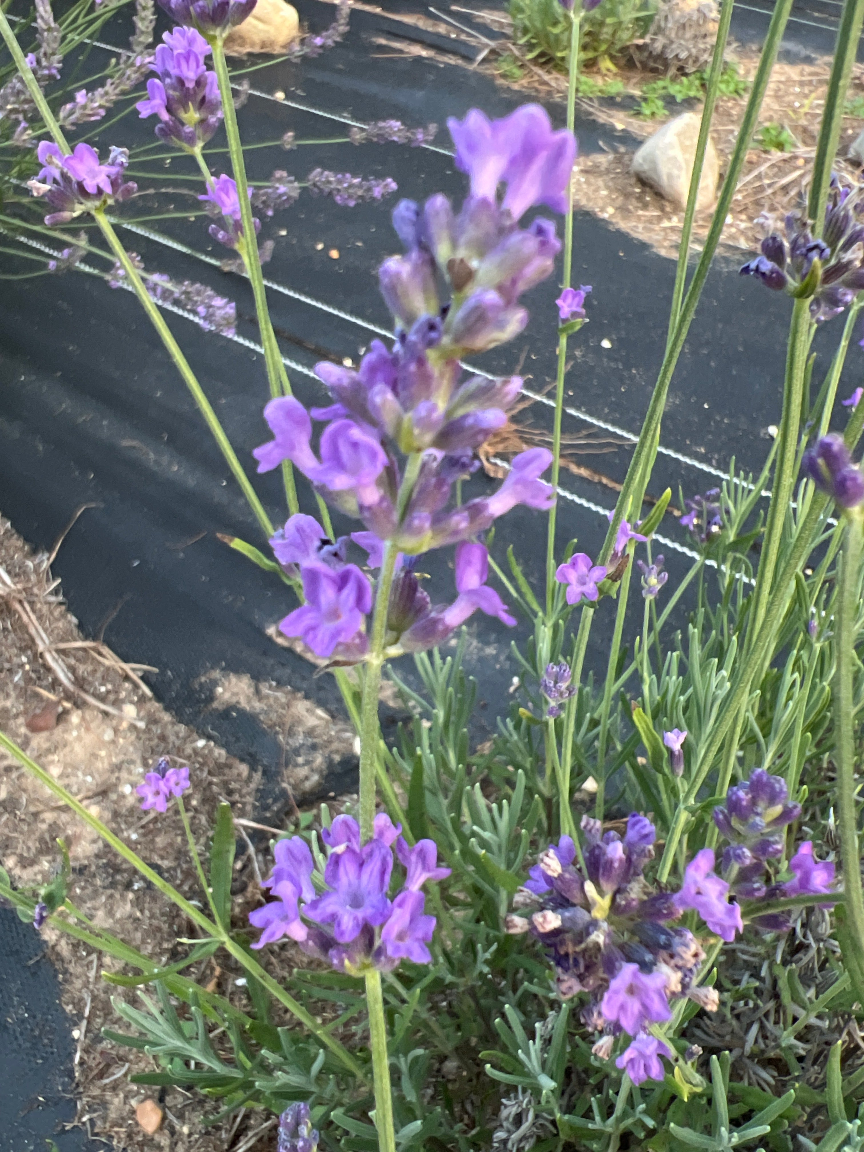Blue River Lavender Plants & Plugs with intense purple flowers uniform growth habit