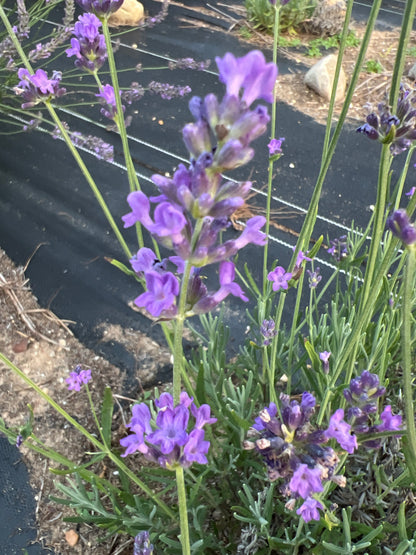 Blue River Lavender Plants & Plugs with intense purple flowers uniform growth habit