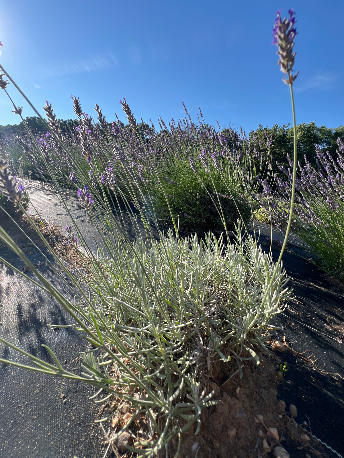 Ana Luisa Lavender Plants & Plugs with purple flowers mounding growth habit, product image 2