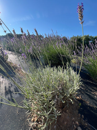 Ana Luisa Lavender Plants & Plugs with purple flowers mounding growth habit, product image 2