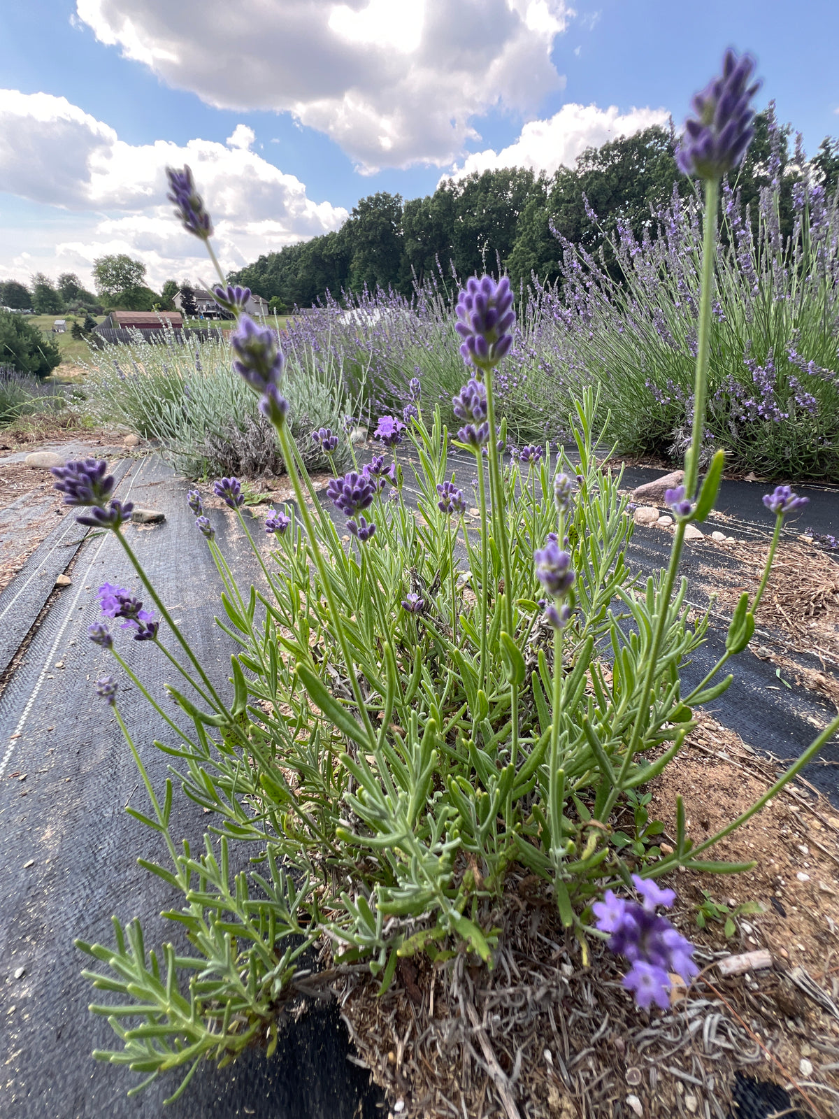 Vicenza Blue Lavender Plants & Plugs with purple-blue flowers compact growth habit, product image 2