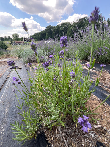 Vicenza Blue Lavender Plants & Plugs with purple-blue flowers compact growth habit, product image 2