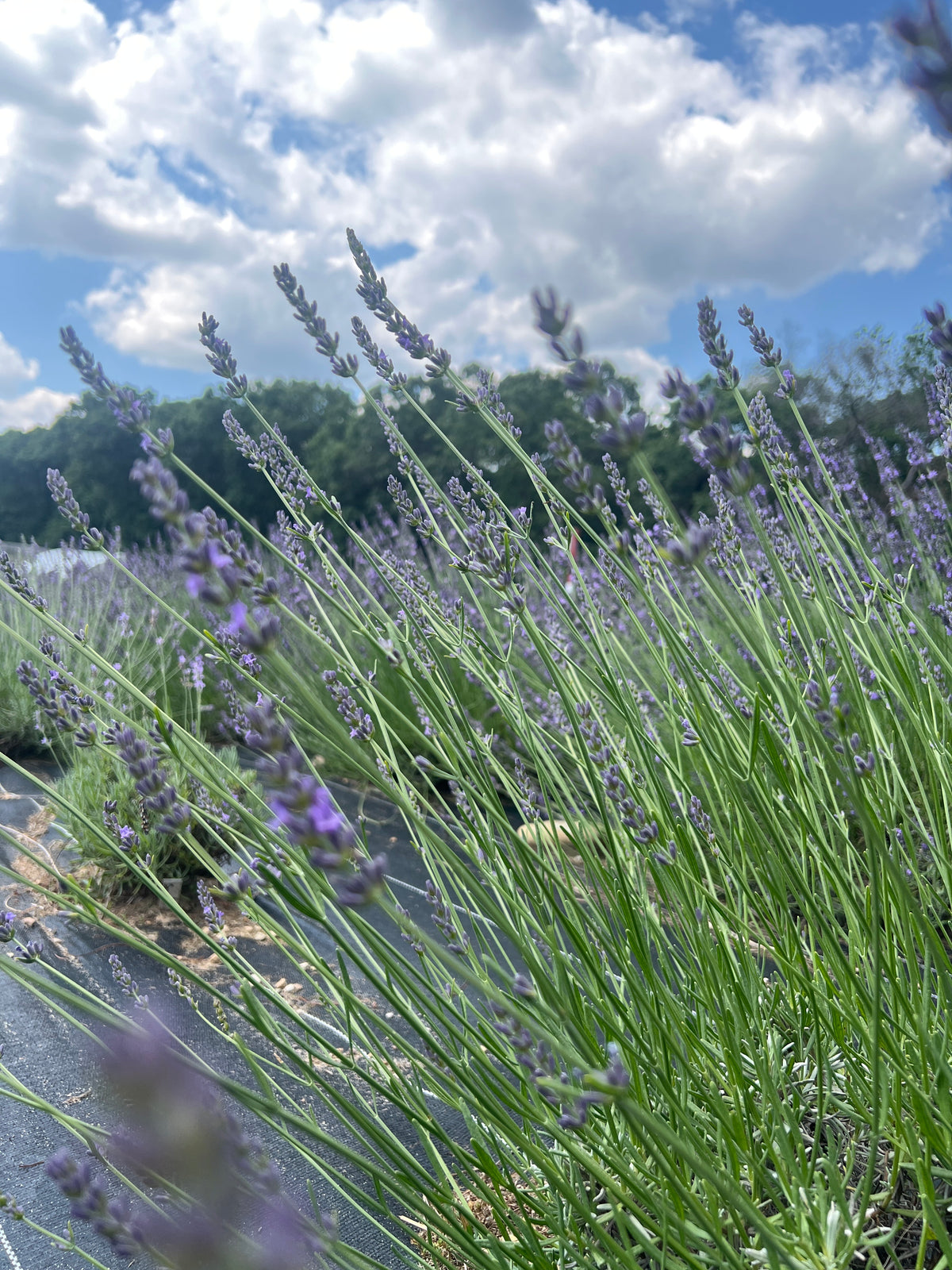 Bleu de Collins Lavender Plants & Plugs with purple flowers vigorous growth habit, product image 3