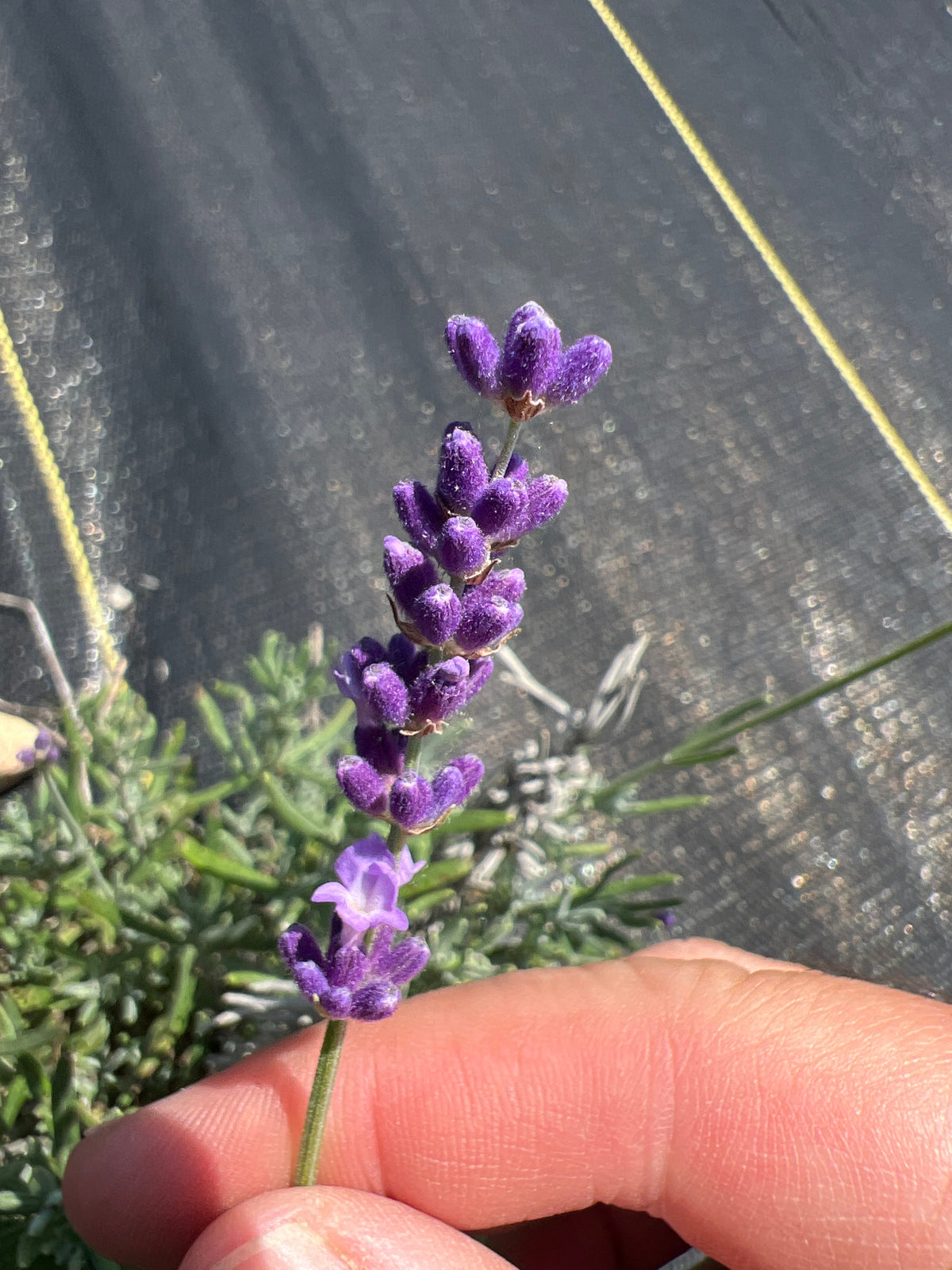 Hidcote Superior Lavender Seeds - Lavandula angustifolia