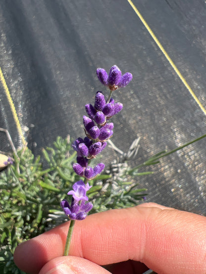 Hidcote Superior Lavender Seeds - Lavandula angustifolia
