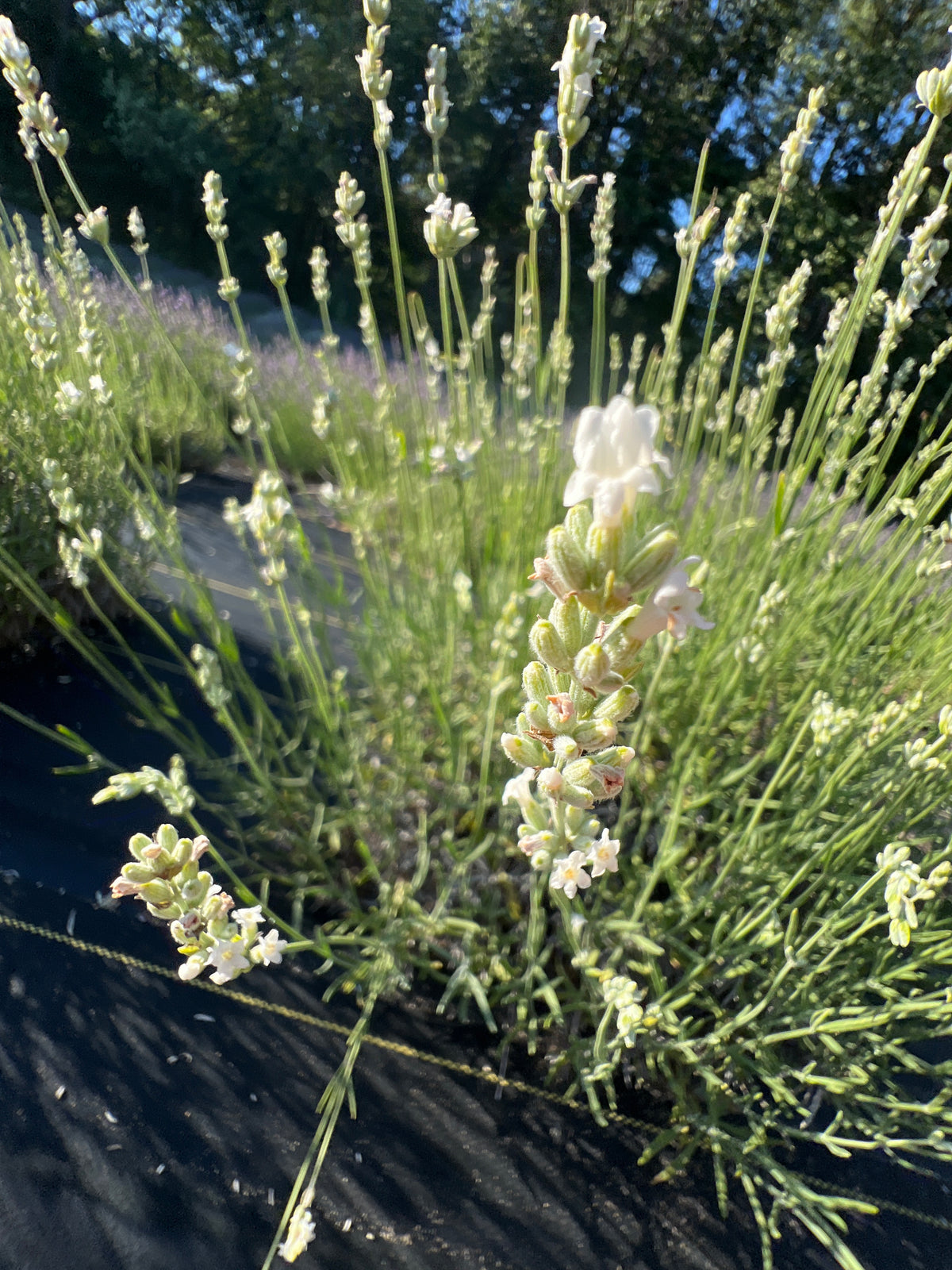 Exceptional® Lavender Plants & Plugs with white flowers bushy growth habit, product image 2