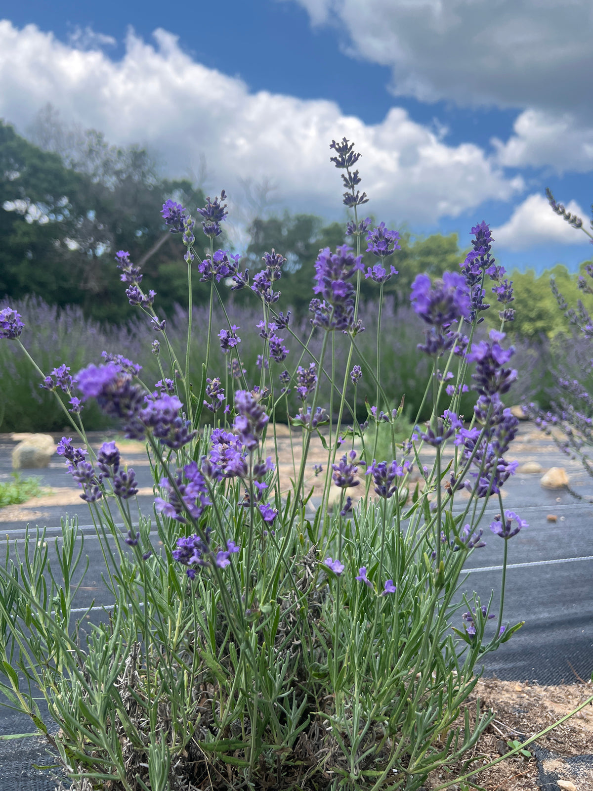Annet Lavender Plants & Plugs with purple flowers mounded growth habit, product image 4