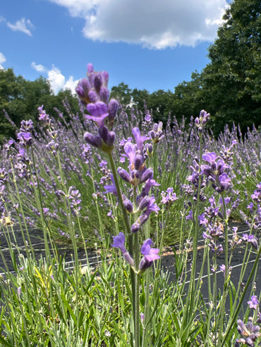 Bowles Early Lavender Plants & Plugs with violet flowers medium-height growth habit, product image 2