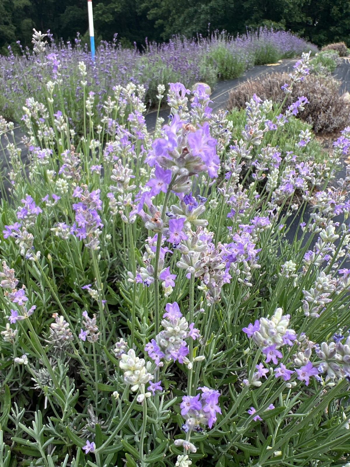 Croxton’s Wild lavender 20-cell plug tray - image 2