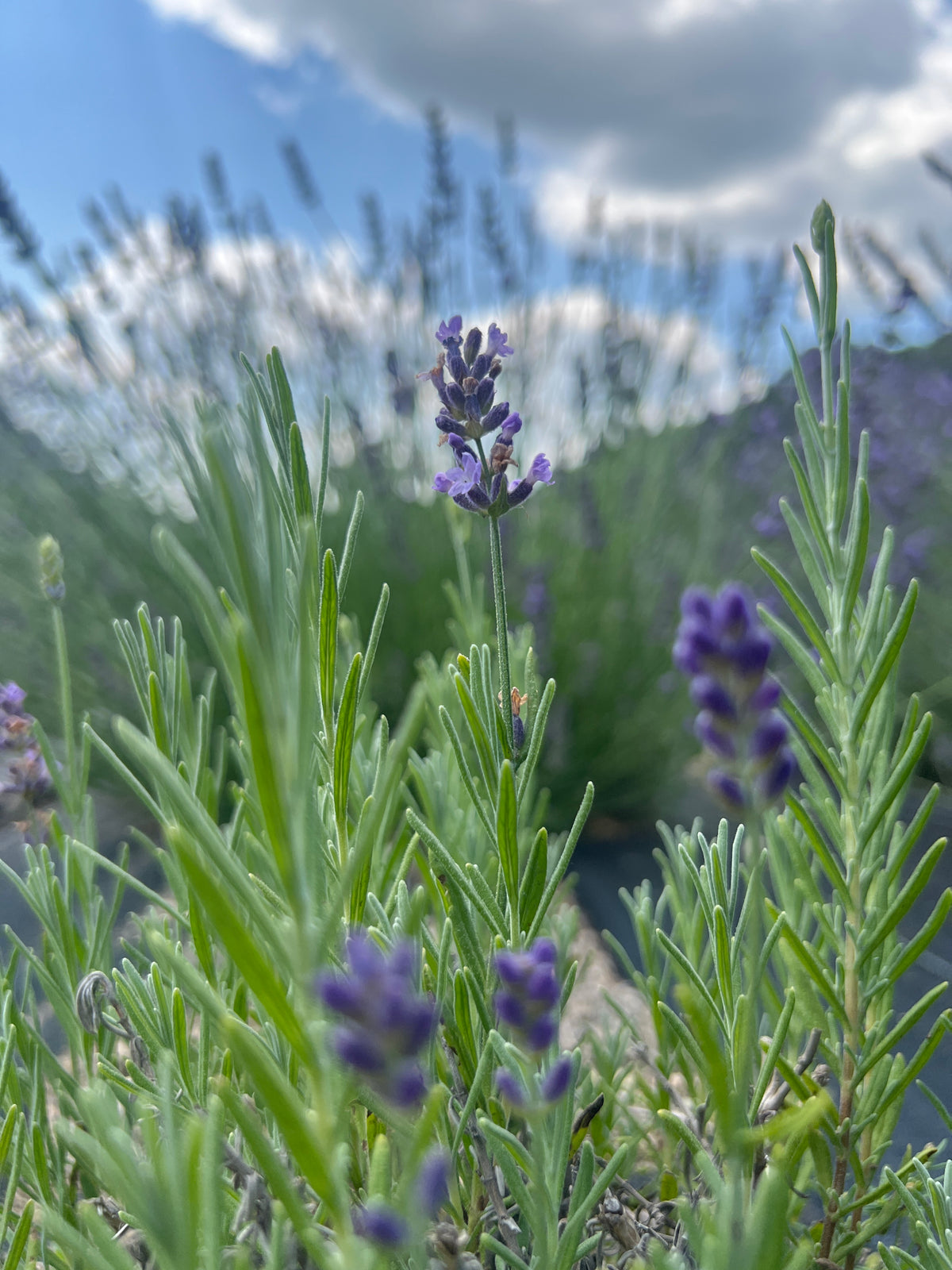 Chill Out Blue Lavender Plants & Plugs with blue flowers compact growth habit