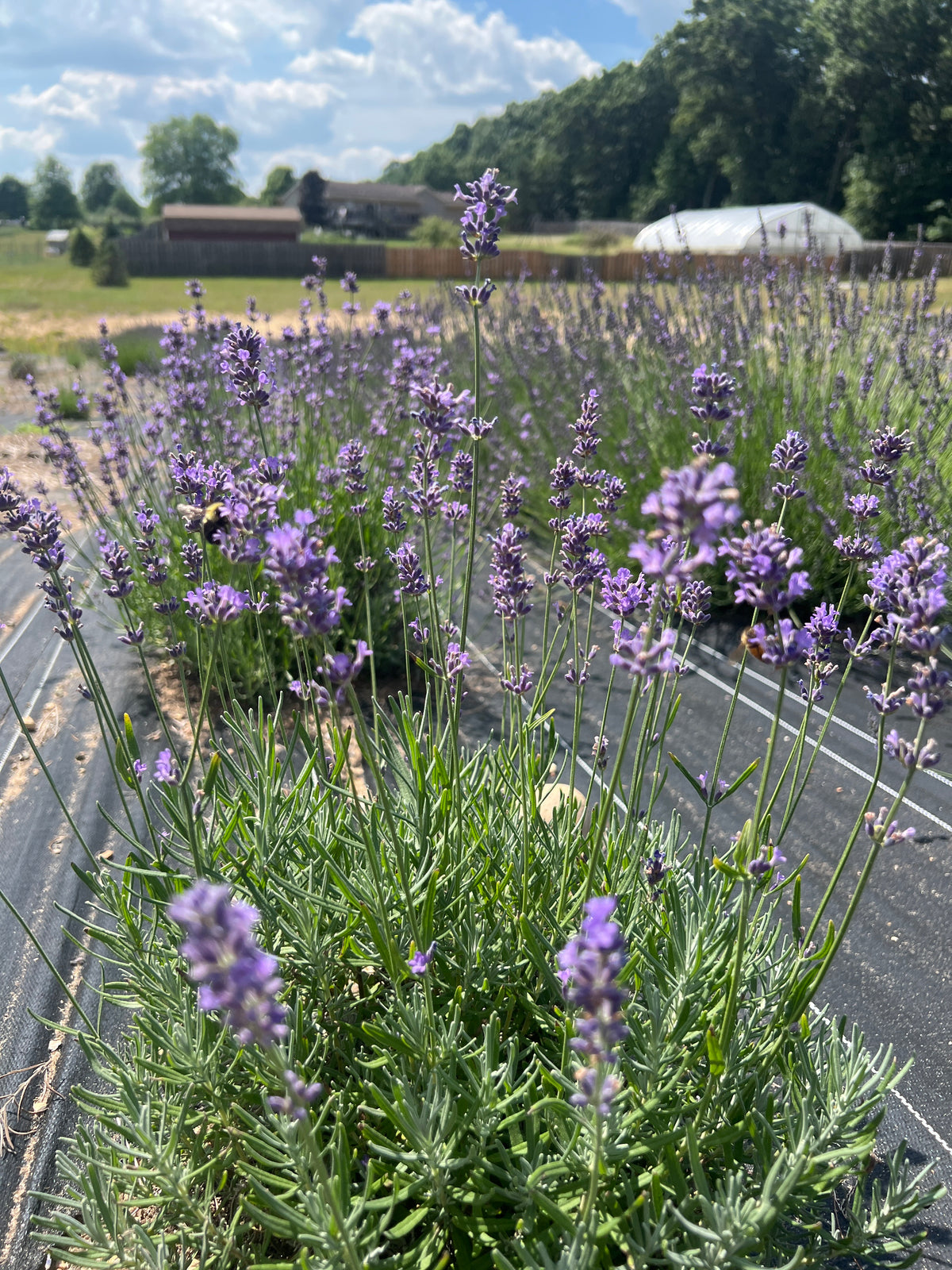 Pacific Blue Lavender Plants & Plugs with rich purple-blue flowers bushy growth habit, product image 3