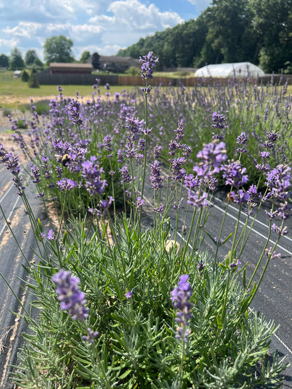 Pacific Blue Lavender Plants & Plugs with rich purple-blue flowers bushy growth habit, product image 3