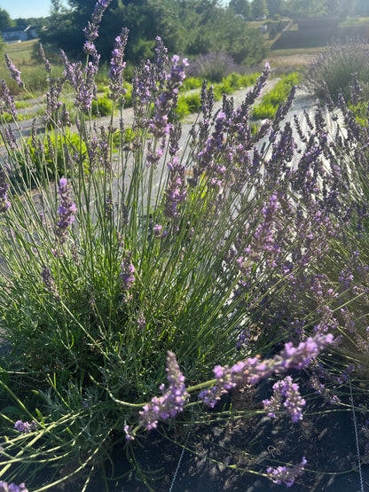 Abrialii Lavender Plants & Plugs with purple flowers upright growth habit, product image 4
