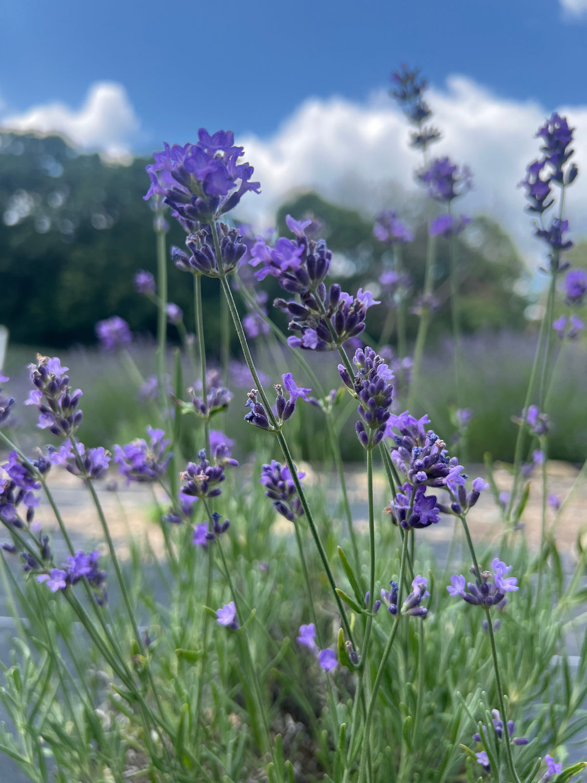 Annet Lavender Plants & Plugs with purple flowers mounded growth habit, product image 3