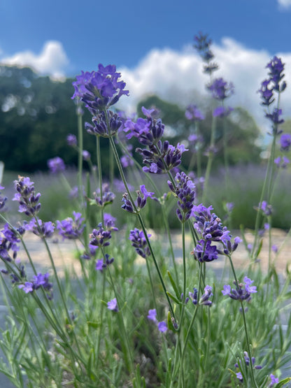 Annet Lavender Plants & Plugs with purple flowers mounded growth habit, product image 3