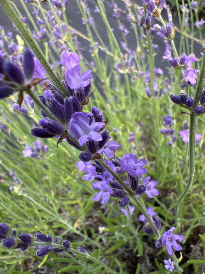 Buena Vista lavender 20-cell plug tray - image 3