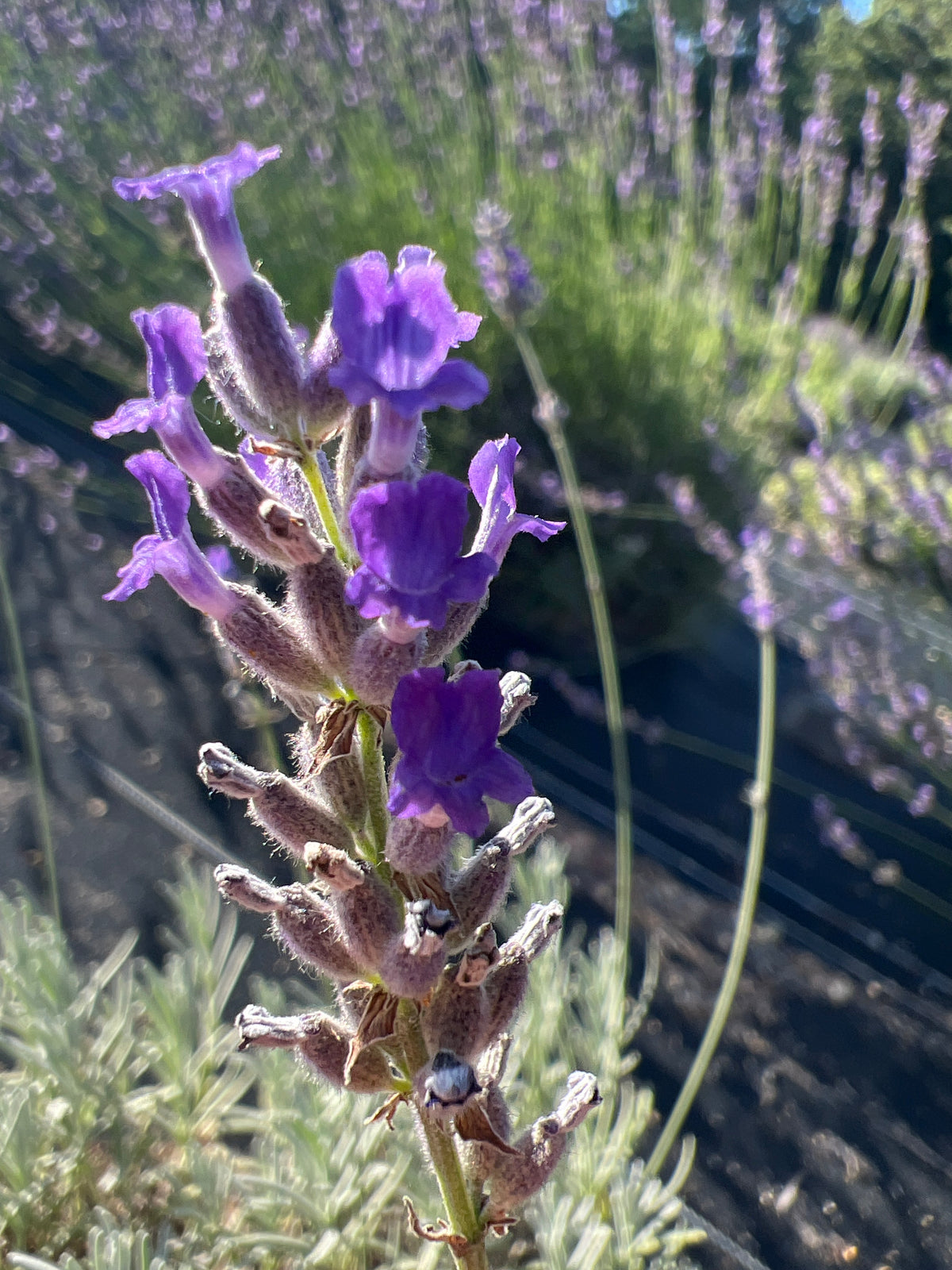 Ana Luisa Lavender Plants & Plugs with purple flowers mounding growth habit, product image 3