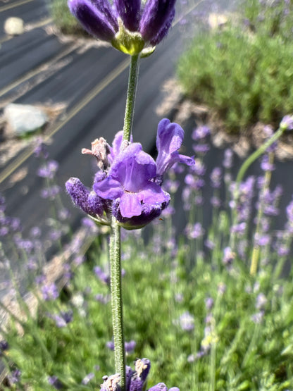 Hidcote Blue lavender 20-cell plug tray - image 3