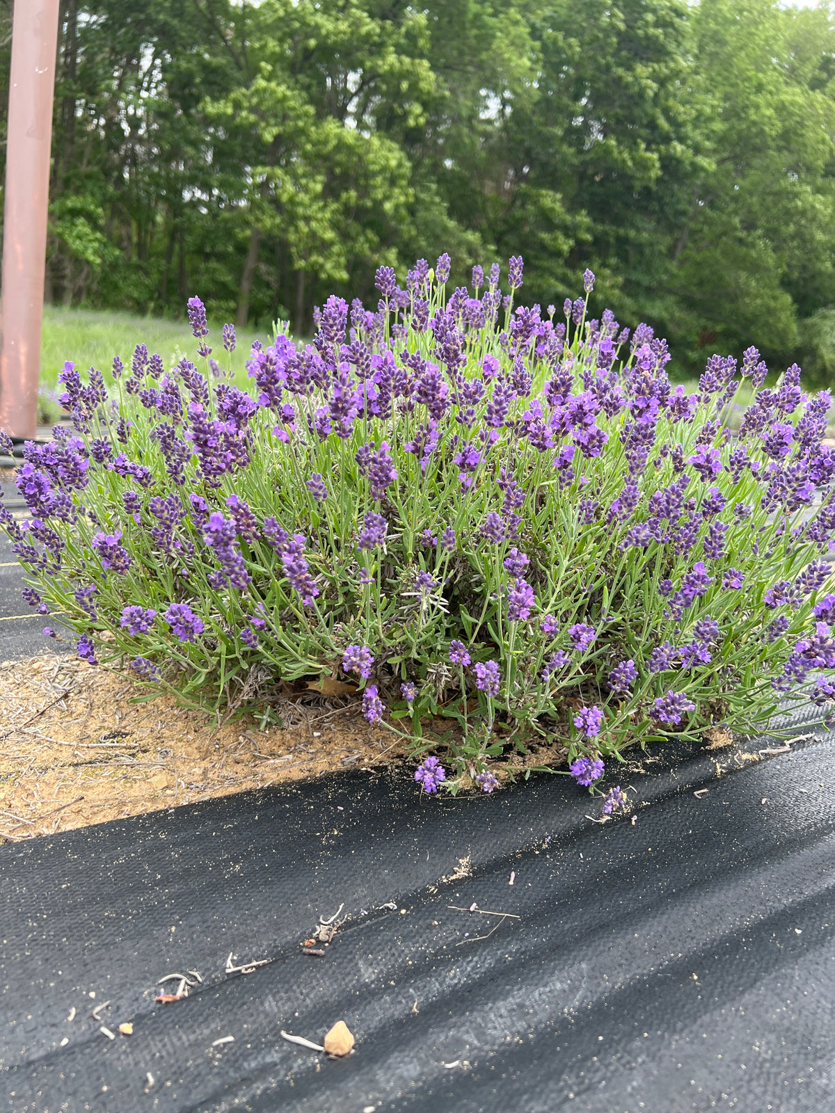 ‘Super Bleu’ Lavender Plants & Plugs with purple flowers upright growth habit, product image 4