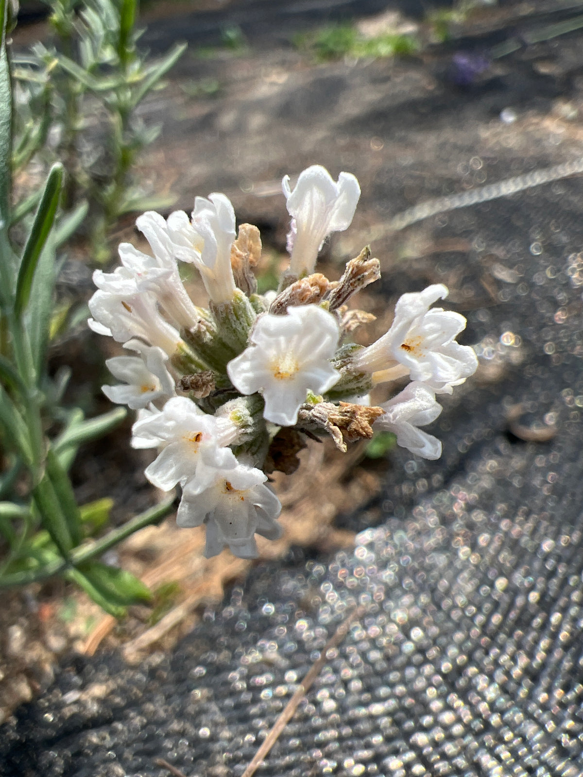 White Scent Lavender Plants & Plugs with white flowers mounded growth habit, product image 2