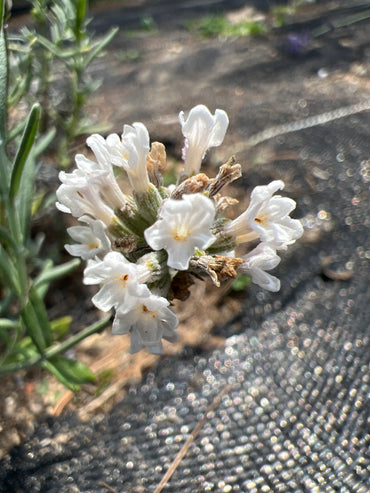 White Scent Lavender Plants & Plugs with white flowers mounded growth habit, product image 2