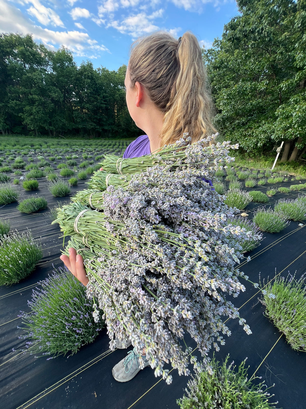 Great Lakes Lavender Farm Dried Lavender Bundle