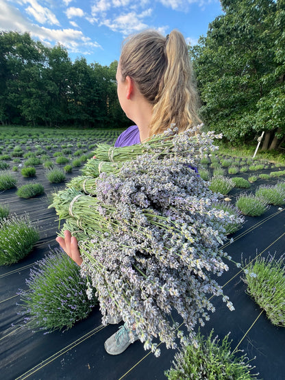 Great Lakes Lavender Farm Dried Lavender Bundle