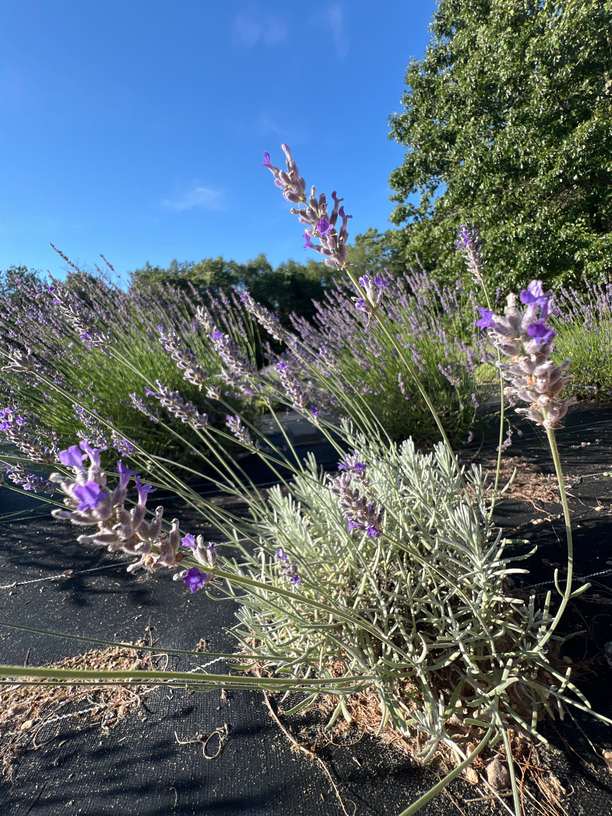 Ana Luisa Lavender Plants & Plugs with purple flowers mounding growth habit, product image 4