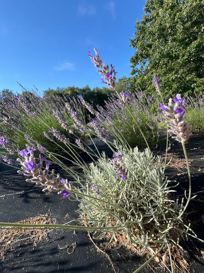 Ana Luisa Lavender Plants & Plugs with purple flowers mounding growth habit, product image 4