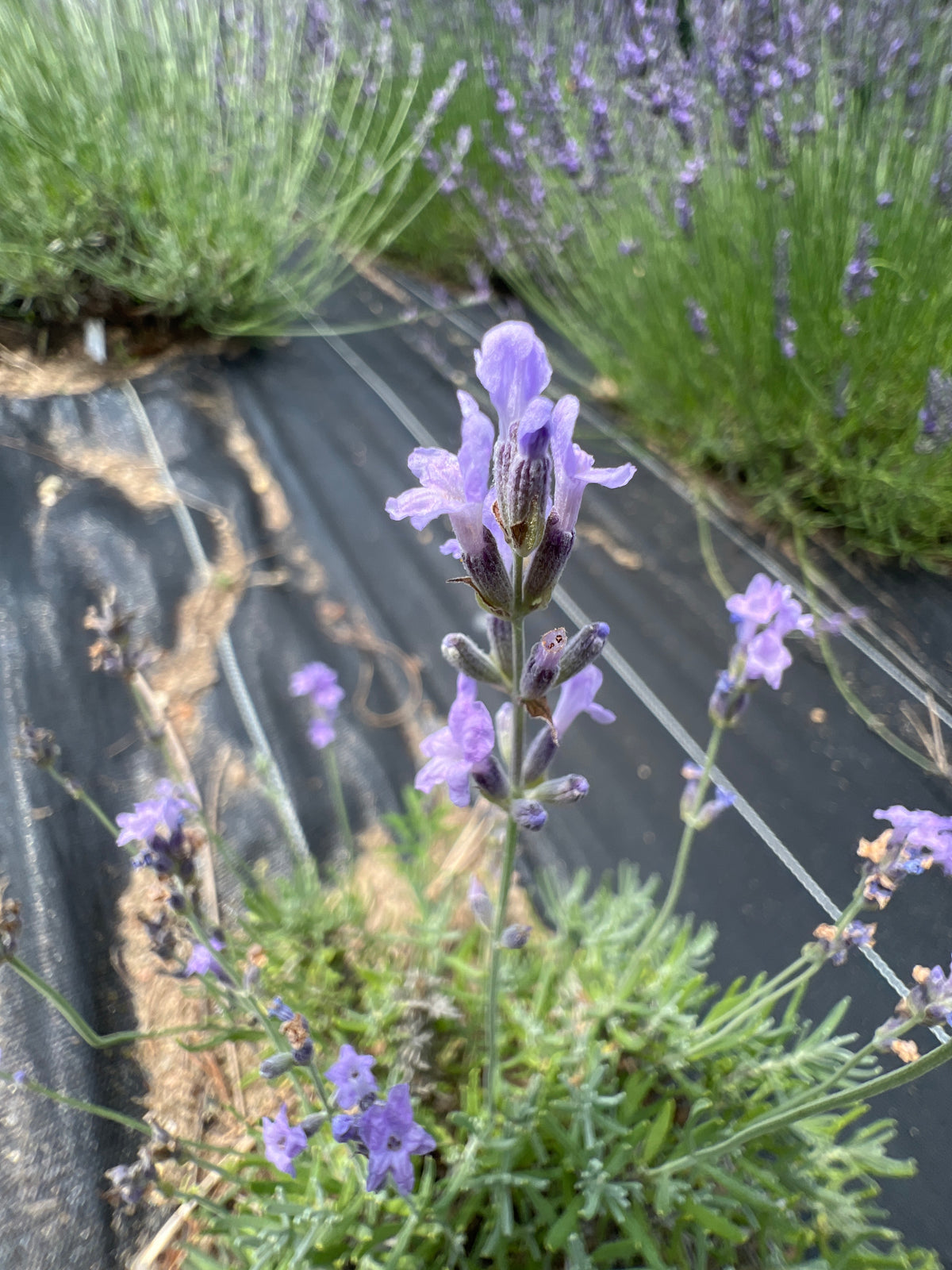 Seal’s Seven Oaks Lavender Plants & Plugs with dark violet-blue flowers compact evergreen shrub growth habit, product image 3