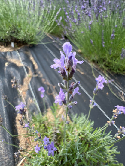 Seal’s Seven Oaks Lavender Plants & Plugs with dark violet-blue flowers compact evergreen shrub growth habit, product image 3