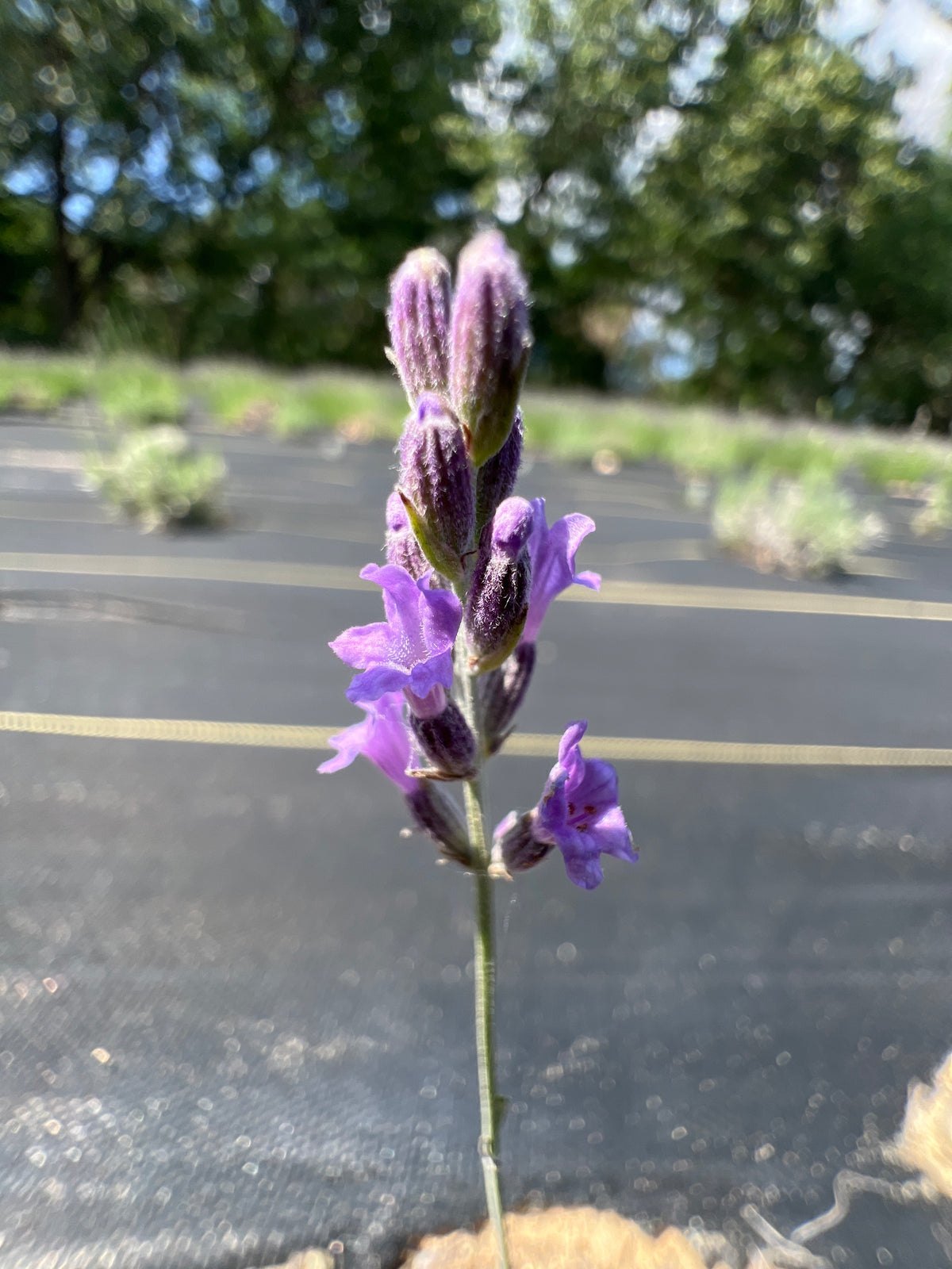 Seal Lavender Plants & Plugs with pale purple flowers mounding growth habit