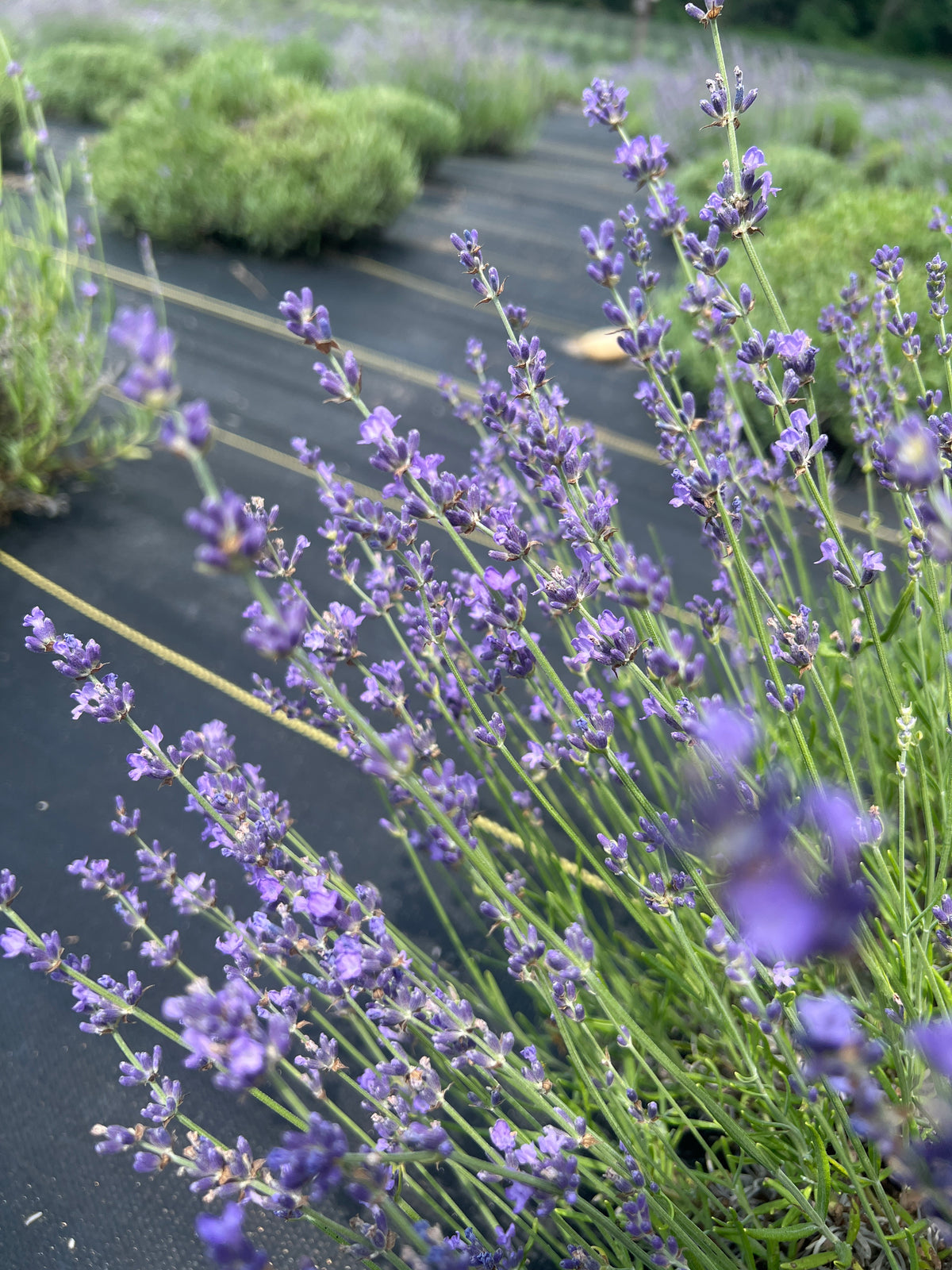 Buena Vista lavender 20-cell plug tray - image 2