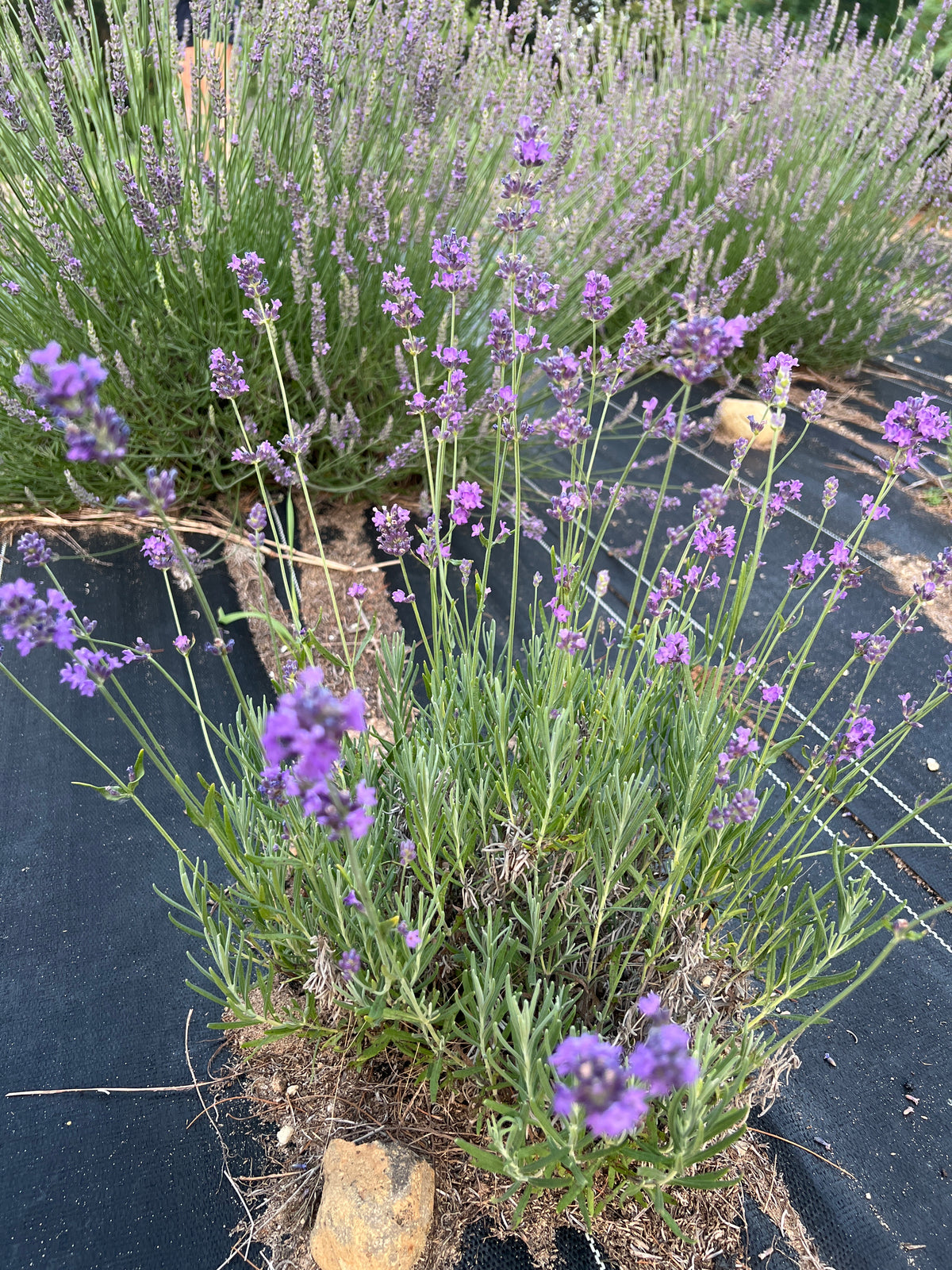 Blue River Lavender Plants & Plugs with intense purple flowers uniform growth habit, product image 2