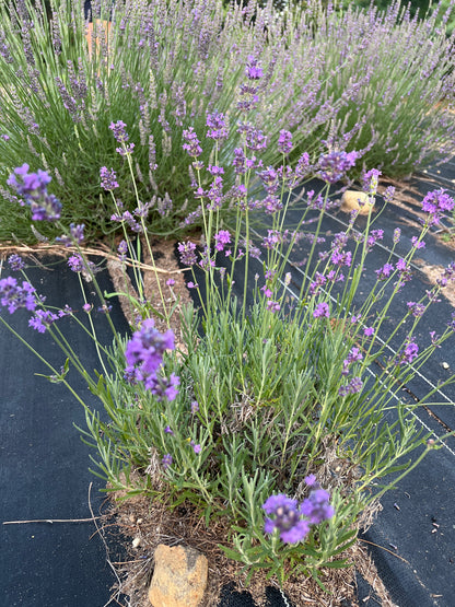 Blue River Lavender Plants & Plugs with intense purple flowers uniform growth habit, product image 2