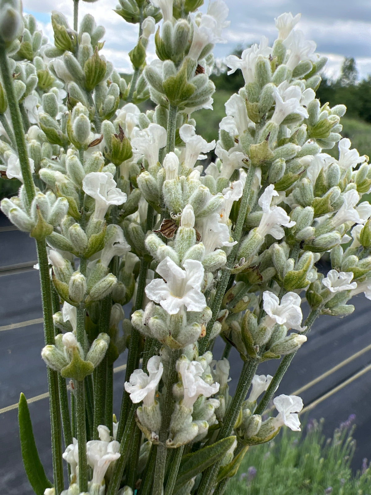 Nana Alba Lavender Plants & Plugs with white with a hint of very pale purple flowers dwarf growth habit, product image 2