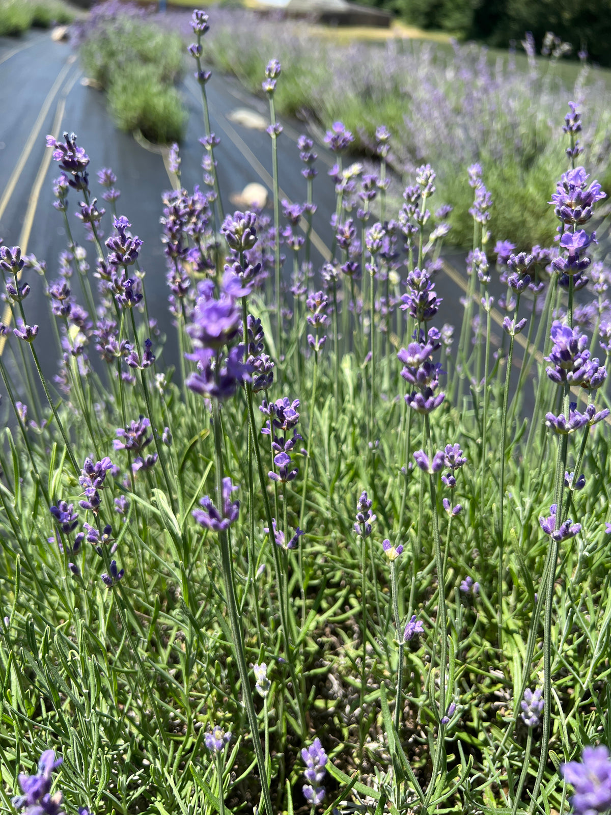 Tucker’s Early lavender 20-cell plug tray - image 3