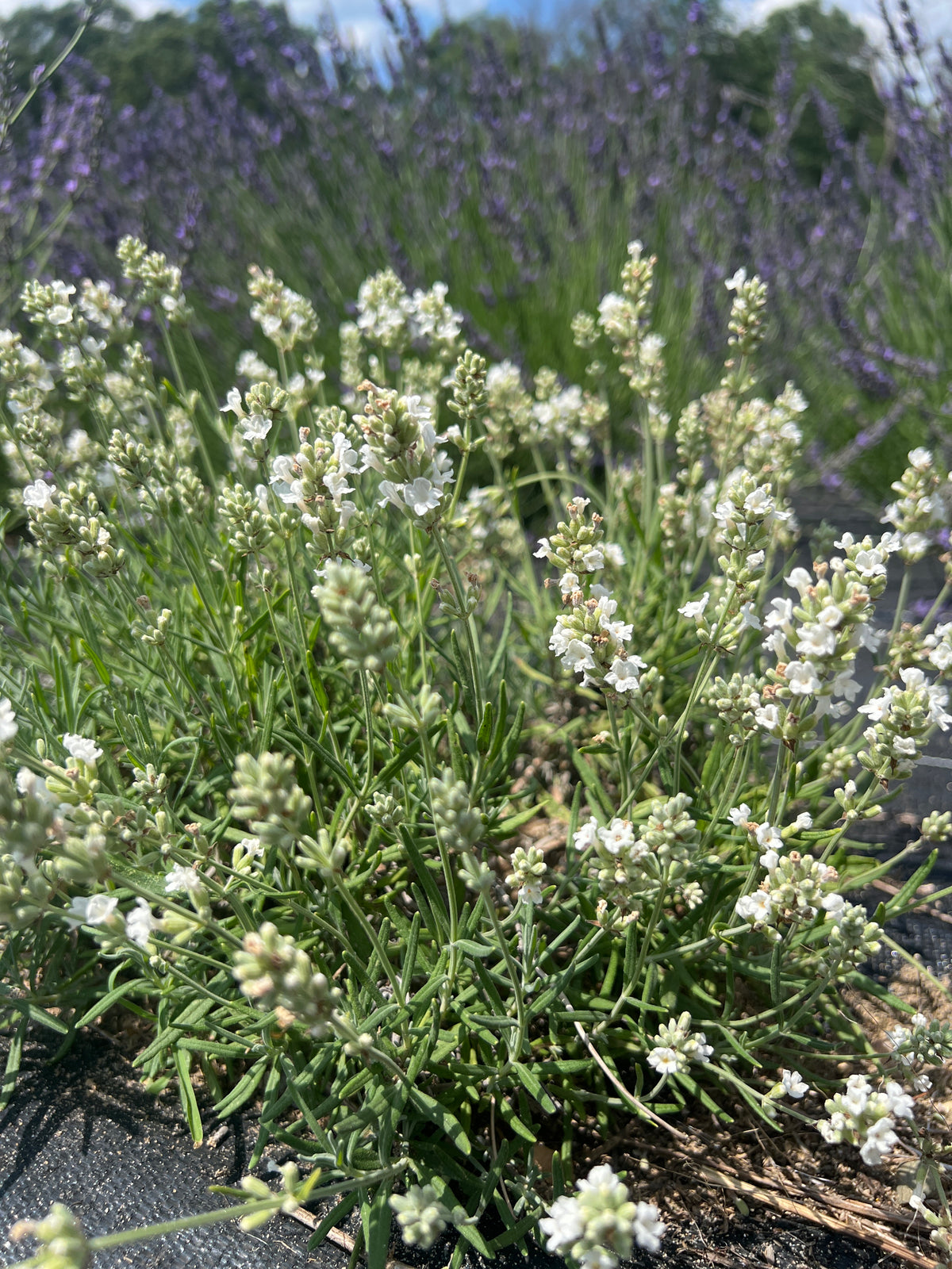 Silver Spoon Lavender Plants & Plugs with white flowers bushy growth habit