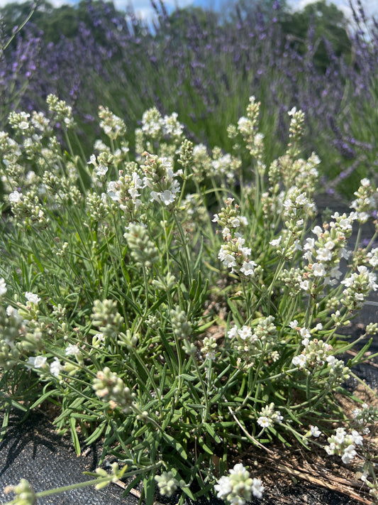 Silver Spoon Lavender Plants & Plugs with white flowers bushy growth habit