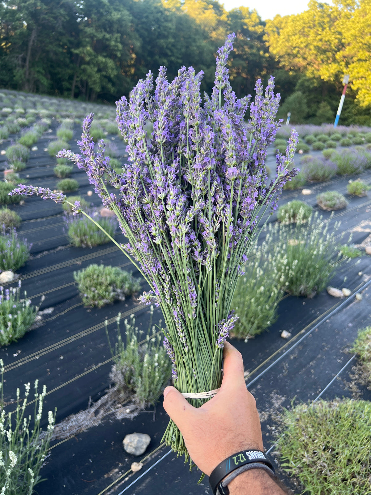Abrialii Lavender Plants & Plugs with purple flowers upright growth habit, product image 5