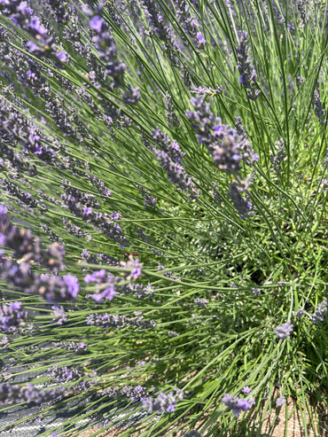 Abrialii Lavender Plants & Plugs with purple flowers upright growth habit, product image 2