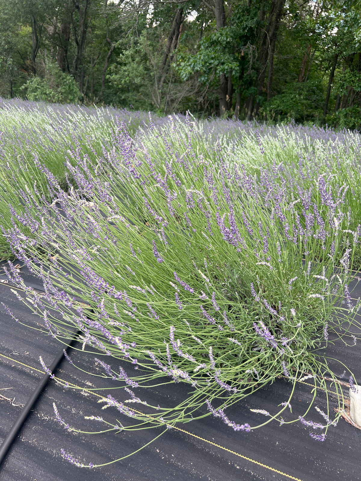Gros Bleu lavender 20-cell plug tray