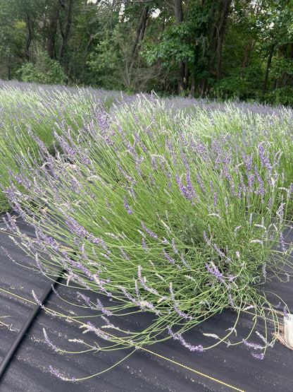 Gros Bleu lavender 20-cell plug tray