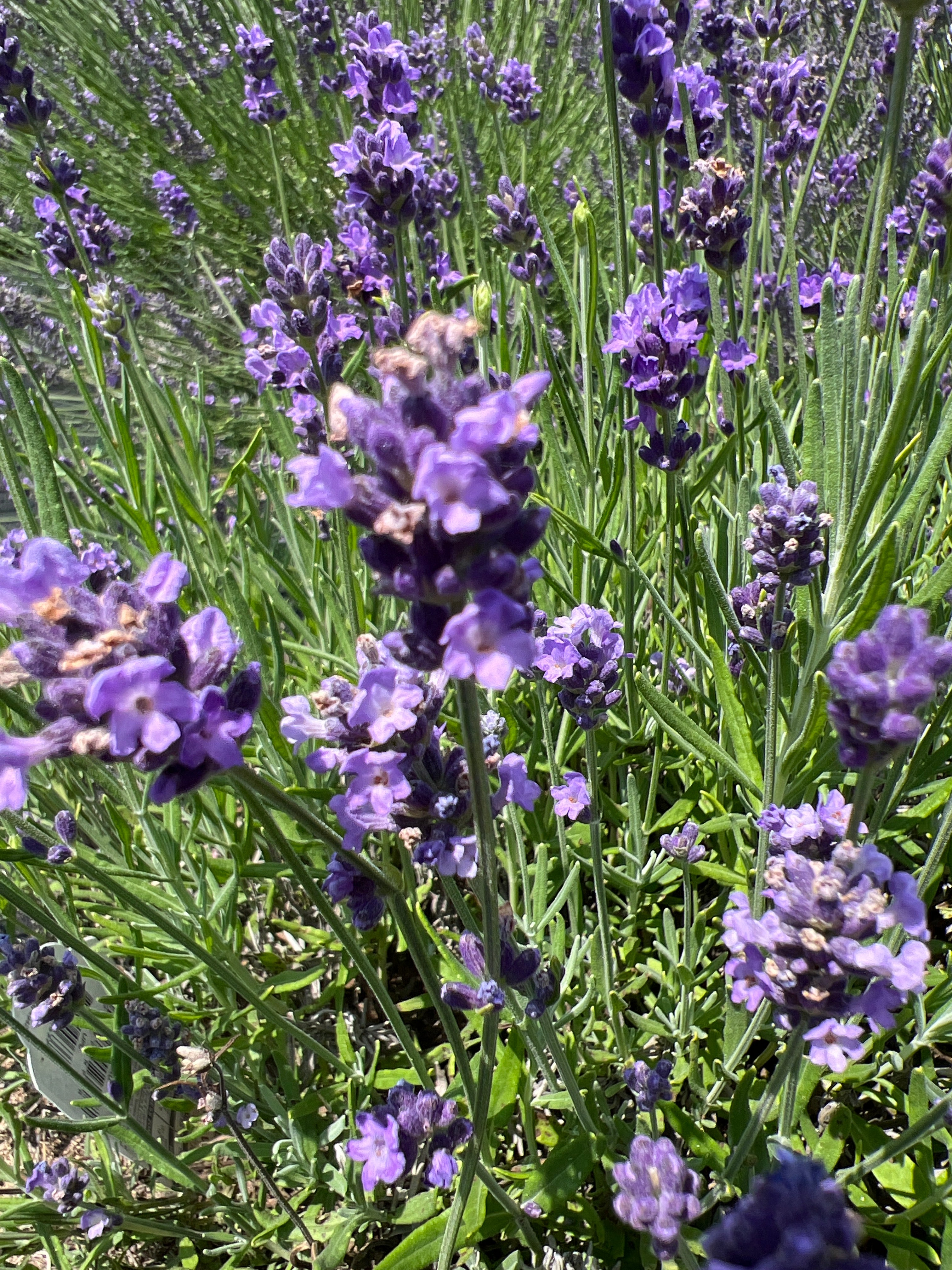 French Perfume Lavender Plants & Plugs with purple flowers compact growth habit